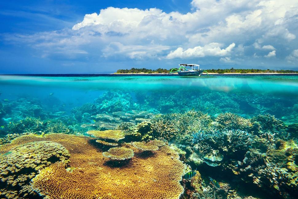 Corals Gili Islands