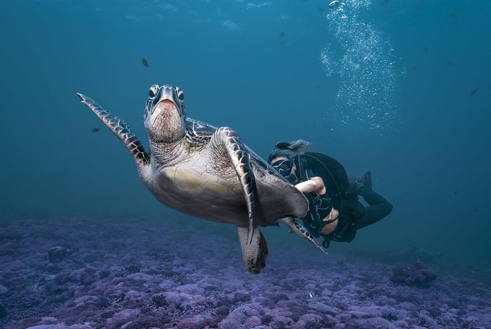 Sea Turtles Gili Islands